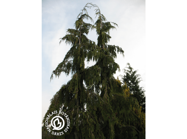 Chamaecyparis nootkatensis